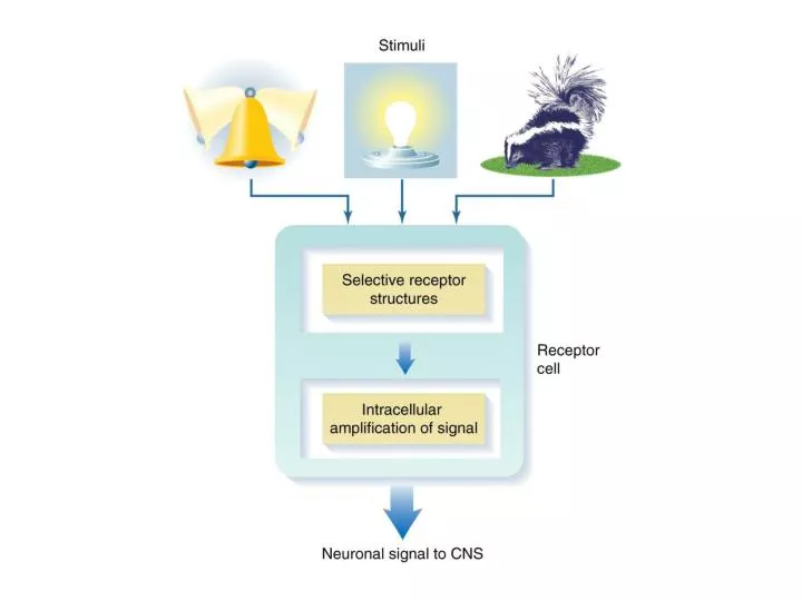 PPT Receptors Act as Transducers PowerPoint Presentation, free download ID8277