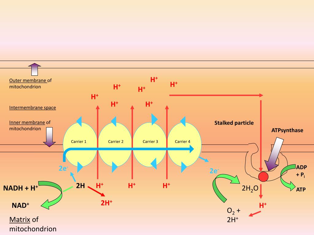 Oxidative Phosphorylation PowerPoint Presentation, free download ... Biology Diagrams