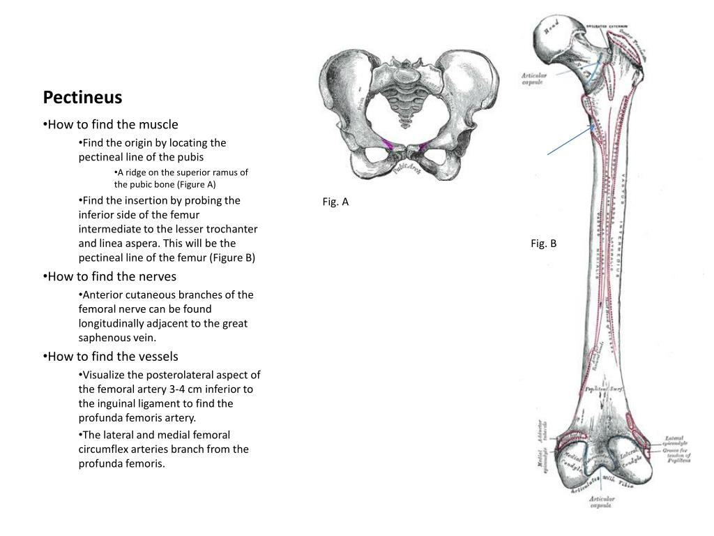 PPT Pectineus PowerPoint Presentation, free download ID830509