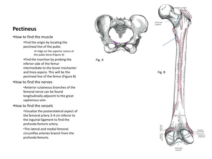 PPT Pectineus PowerPoint Presentation ID830509