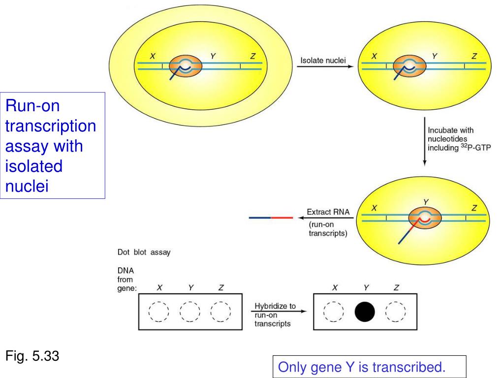 PPT - Multiple Steps in Gene Expression after Transcription PowerPoint  Presentation - ID:830826