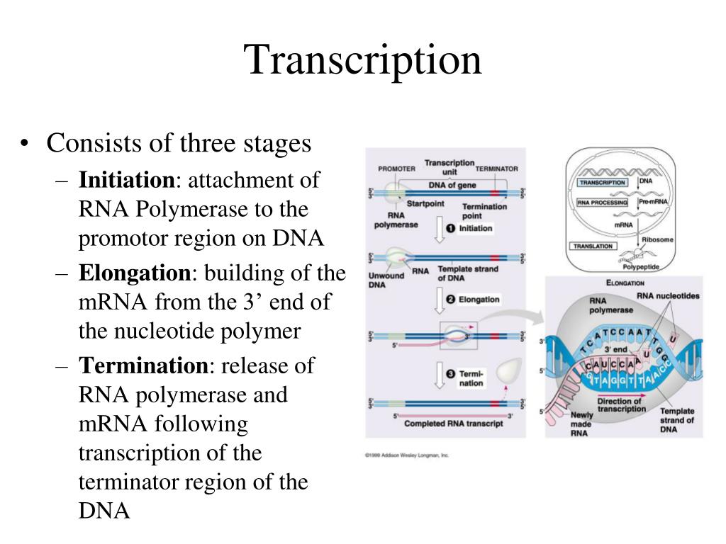 Consists of the first. RNA Transcription. RNA Transcription processing. Transcription initiation elongation. Elongation Transcription.