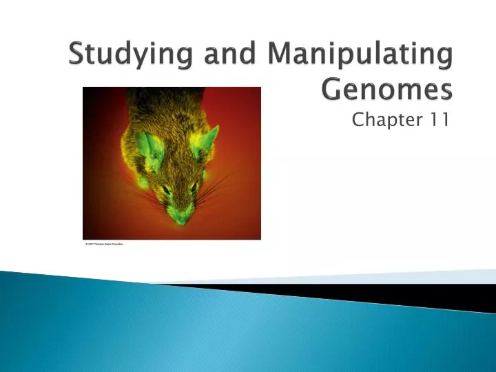 studying and manipulating genomes n.