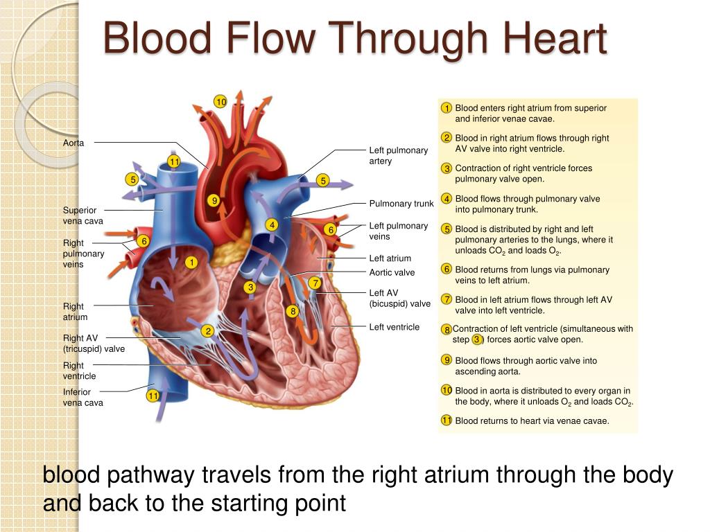 blood flow through the heart presentation