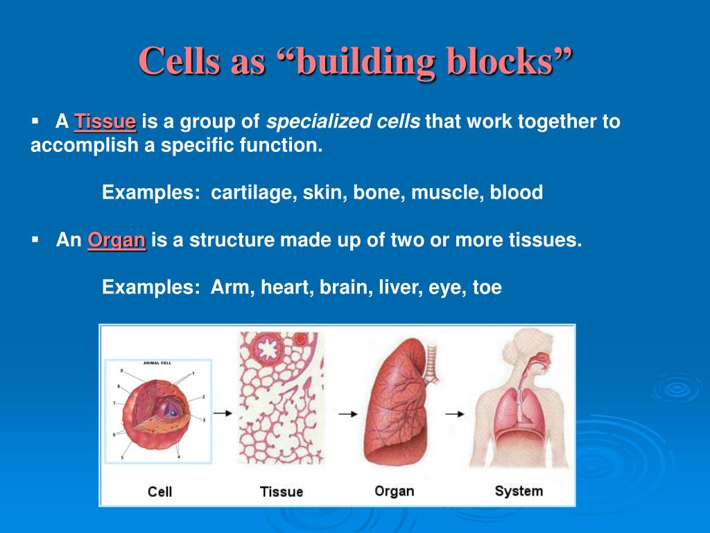 ppt-cells-the-building-blocks-of-life-powerpoint-presentation-free