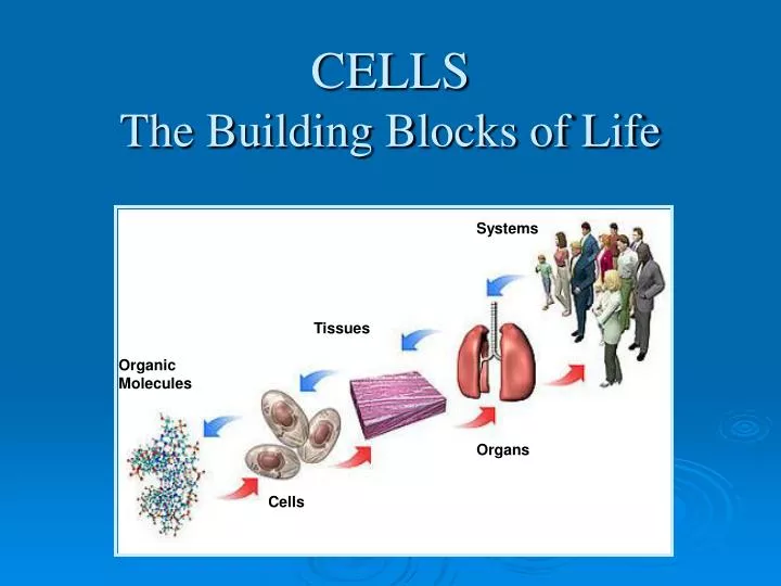 cells the building blocks of life n.