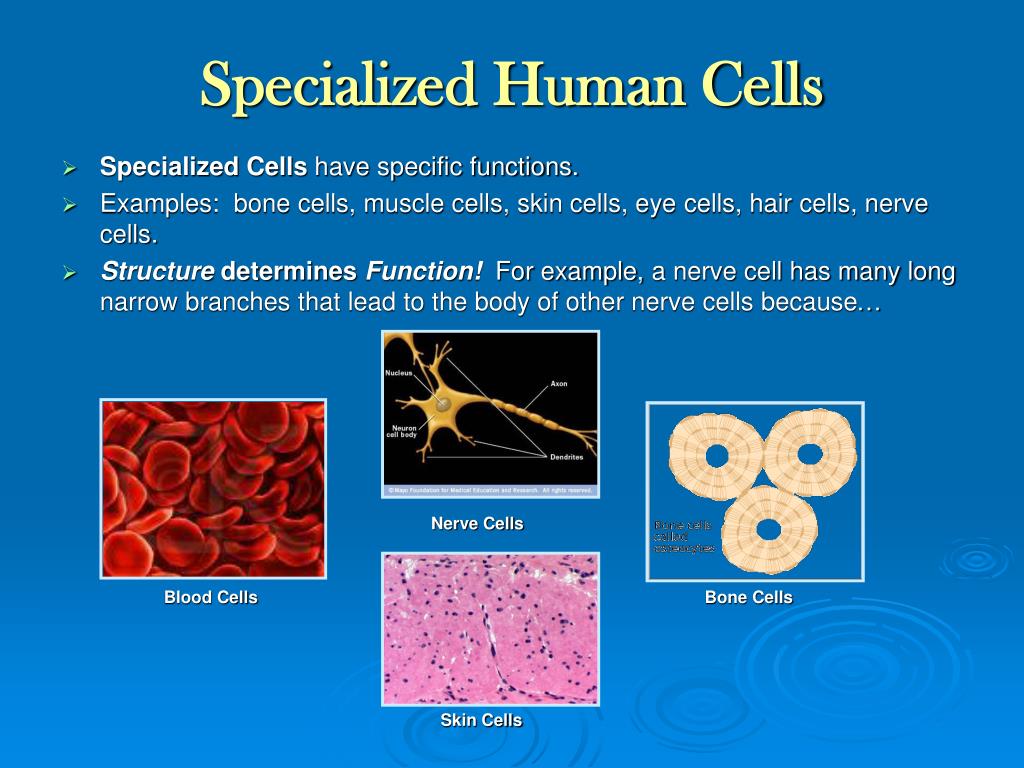 PPT - CELLS The Building Blocks of Life PowerPoint Presentation, free