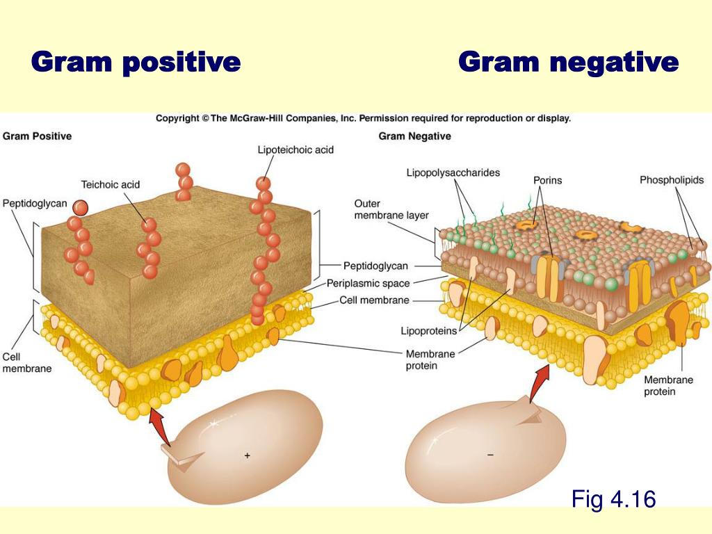 PPT - Fig. 4.1 PowerPoint Presentation, free download - ID:833830