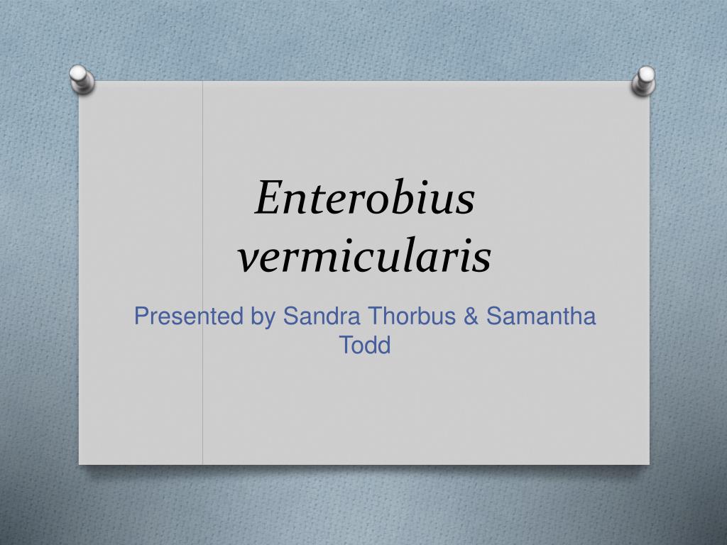 enterobius vermicularis ppt