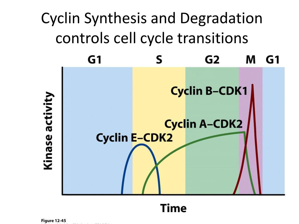 Lehninger Chapter 12 PowerPoint Presentation ... Biology Diagrams