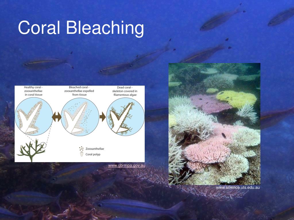 PPT - The Disappearing Coral Reef PowerPoint Presentation, free ...