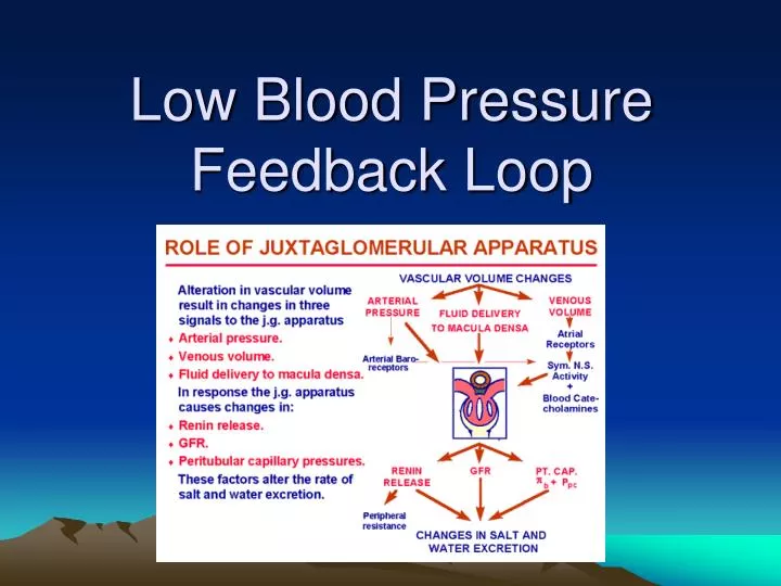 low blood pressure feedback loop n.