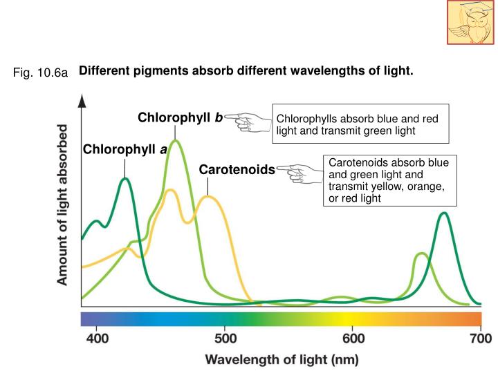 PPT The light reactions of photosynthesis PowerPoint Presentation