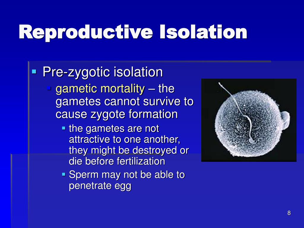what is reproductive isolation