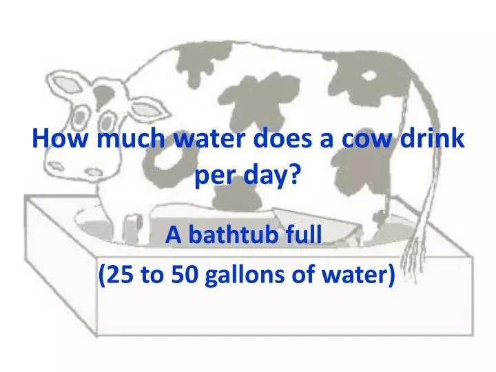 how much water does a cow drink per day n.