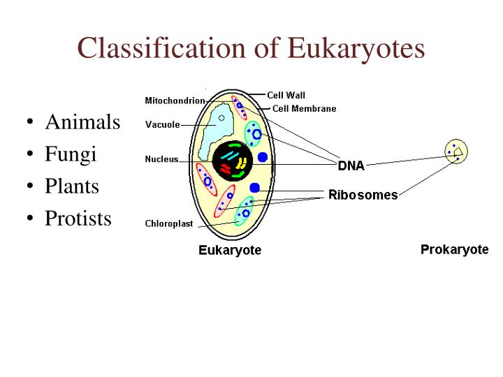 the phylum microspora of parasitic protists and its host specificity Geographic range the spores are thick walled and contain a characteristic coiled polar filament and one (pleistophoridida) or two the effect of microsporidian infection on the piscine host is variable: fish seem to survive infections, phylum microspora sprague, 1969 in: lee et al, (eds) illustrated guide to protozoa. the phylum microspora of parasitic protists and its host specificity Geographic range the spores are thick walled and contain a characteristic coiled polar filament and one (pleistophoridida) or two the effect of microsporidian infection on the piscine host is variable: fish seem to survive infections, phylum microspora sprague, 1969 in: lee et al, (eds) illustrated guide to protozoa.