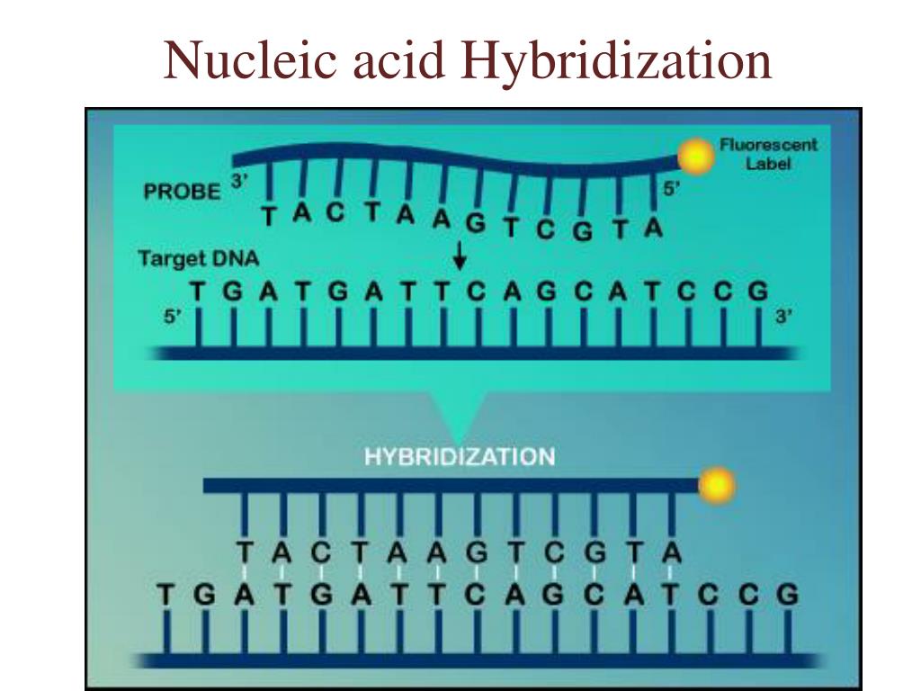 Днк зонд. Метод ДНК-ДНК гибридизации. Гибридизация ДНК. Гибридизационные ДНК-зонды. Гибридизация ДНК И РНК.