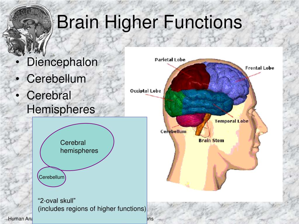 High brains