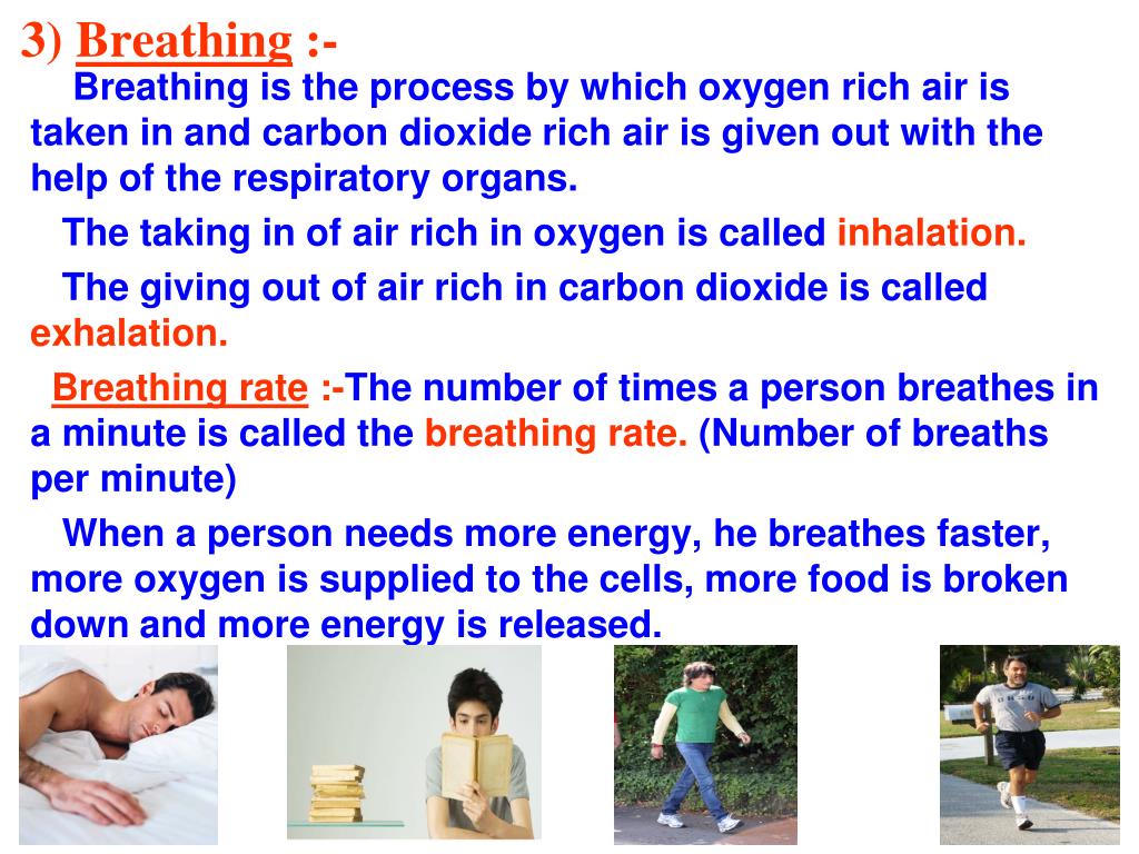 PPT - CHAPTER - 10 RESPIRATION IN ORGANISMS PowerPoint Presentation, free  download - ID:841863