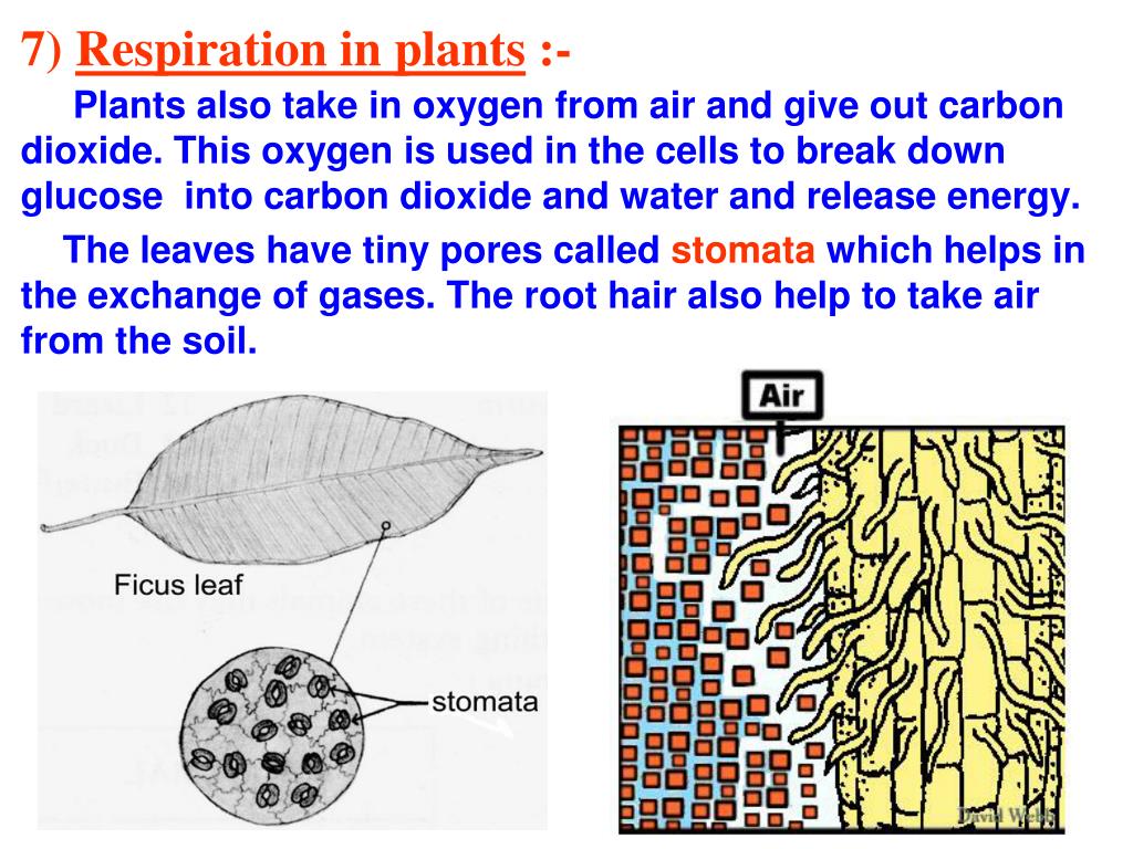 PPT - CHAPTER - 10 RESPIRATION IN ORGANISMS PowerPoint Presentation, free  download - ID:841863
