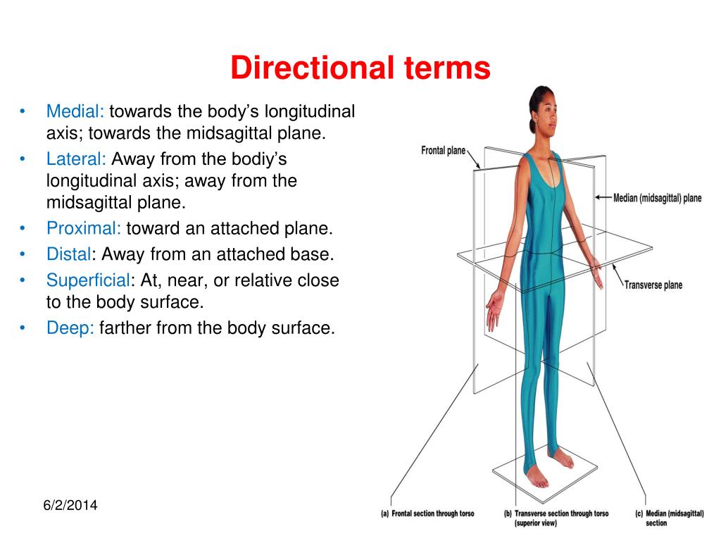 PPT - ANATOMICAL REGIONS, DIRECTIONS, BODY CAVITIES. THE CELL