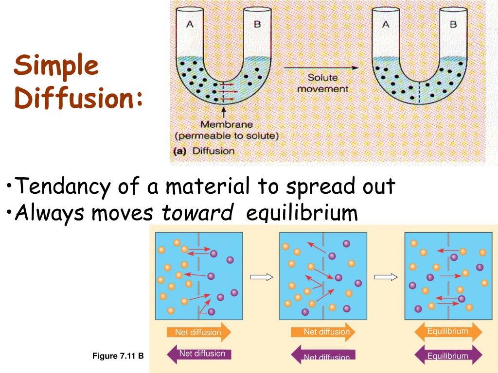 PPT BCOR 011 Lecture 10 Sept 21, 2005 Membrane Transport PowerPoint