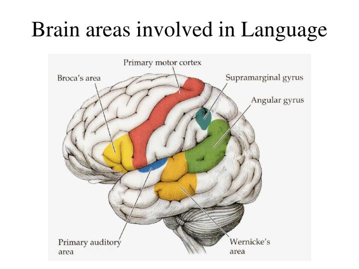 what is a dominant hemisphere