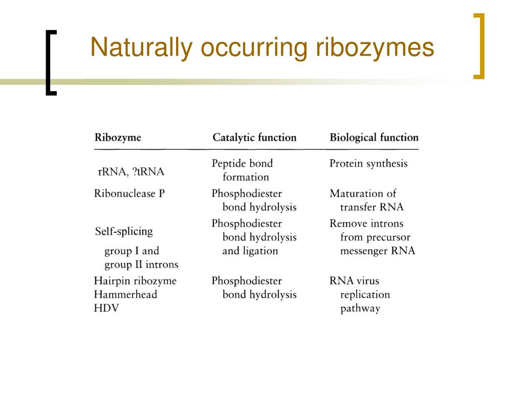 what are ribozymes