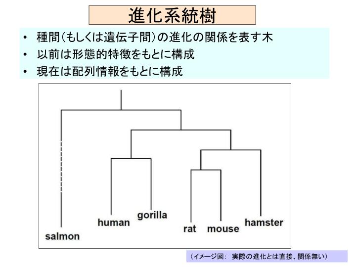 PPT - 奈良女子大集中講義 バイオインフォマティクス (7) 進化系統樹 PowerPoint Presentation - ID:846301
