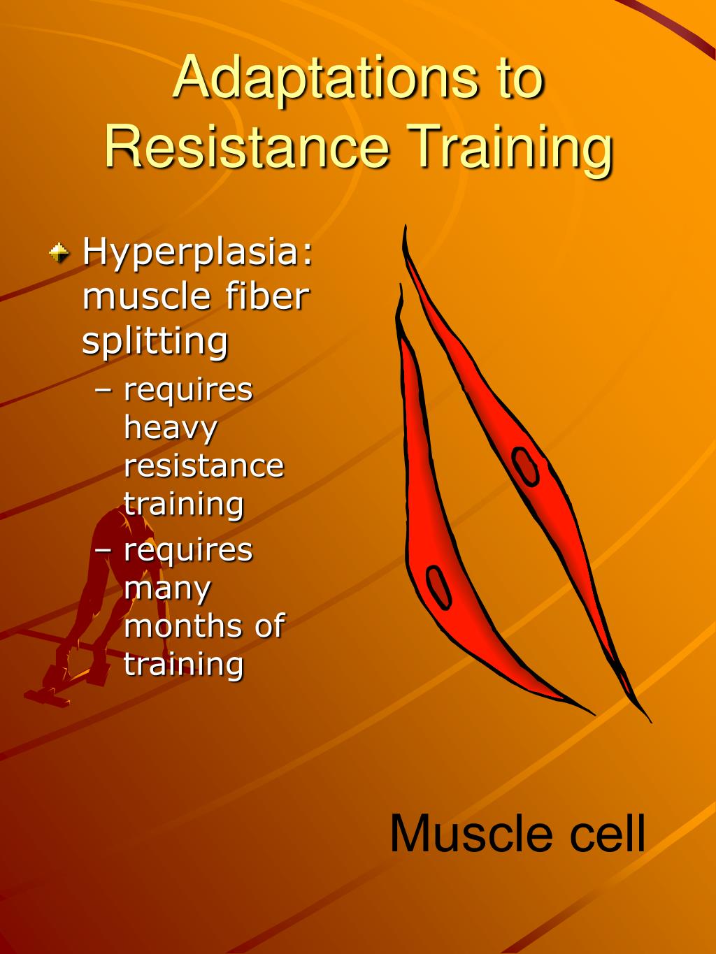 PPT Neuromuscular Adaptations to Resistance Training PowerPoint