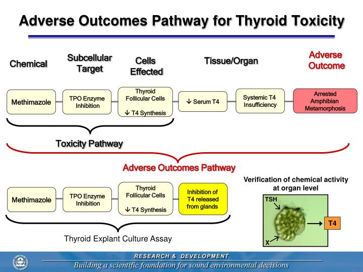 PPT Delineating ThyroidMediated Toxicity Pathways in an Amphibian
