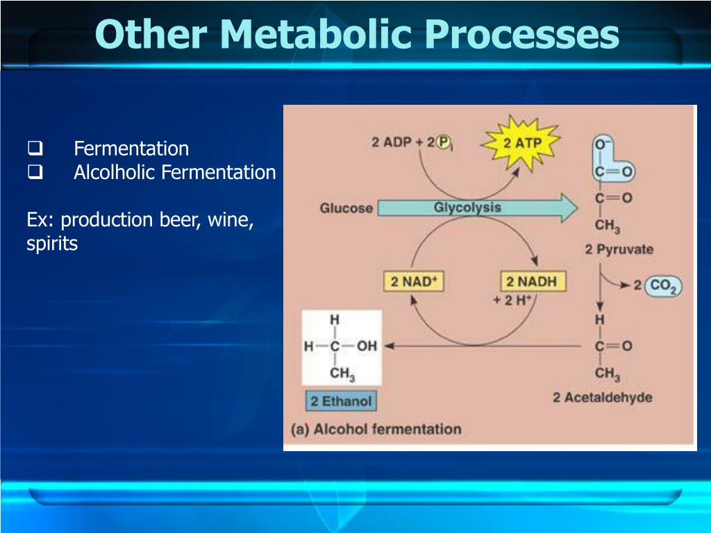 PPT - Other Metabolic Processes1 L