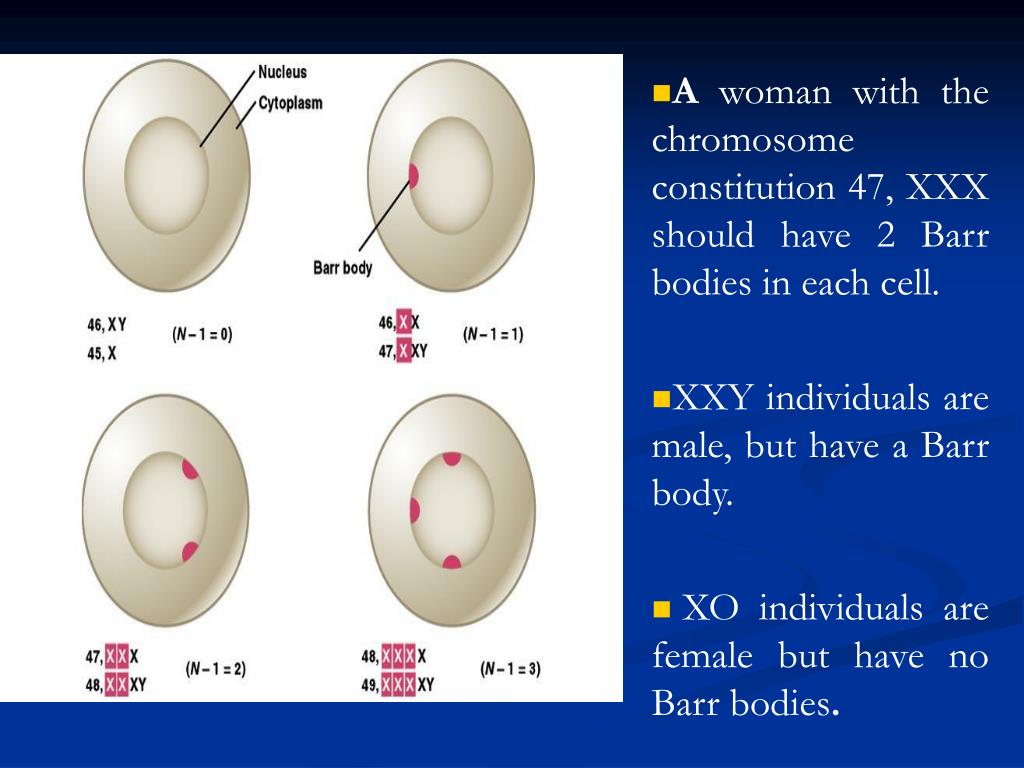 Each cell. Barr body. What is Barr body. Искусственный интеллект хромосома бессмертия.