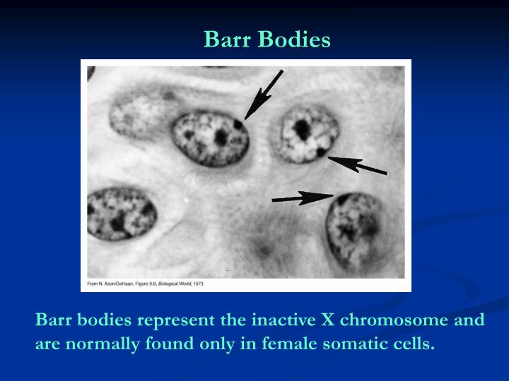 Ppt Sex Chromatin Bodies Barr Body Powerpoint Presentation Id 850138