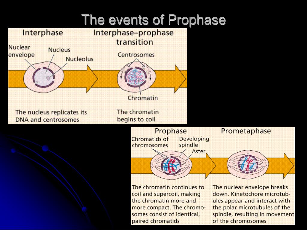 prophase events