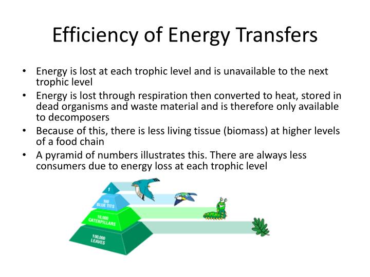 PPT - 5.3.1 Ecosystems PowerPoint Presentation - ID:852976