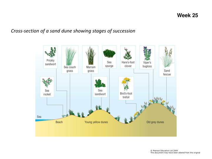 PPT 5 3 1 Ecosystems PowerPoint Presentation ID 852976 ppt-5-3-1-ecosystems-powerpoint-presentation-id-852976