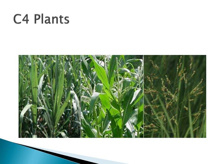 PPT Alternative Pathways C3, C4 and CAM PowerPoint