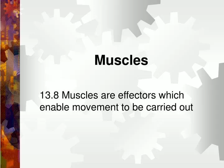 muscles n.