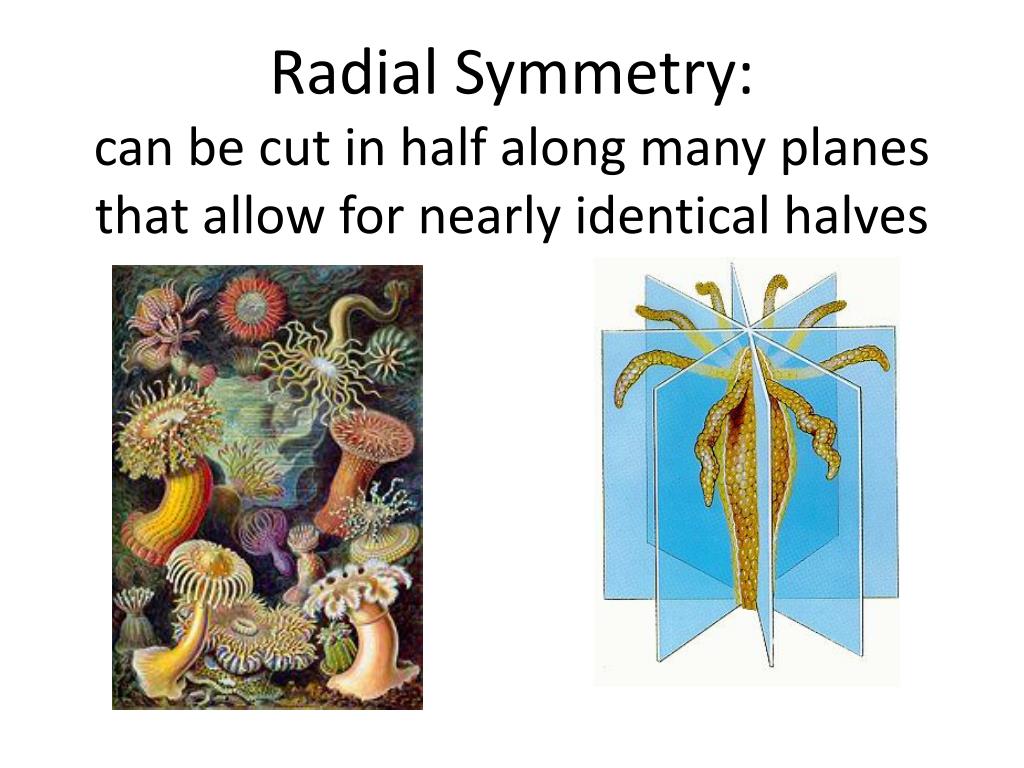 PPT - Body Symmetry of Animals PowerPoint Presentation, free download -  ID:854424