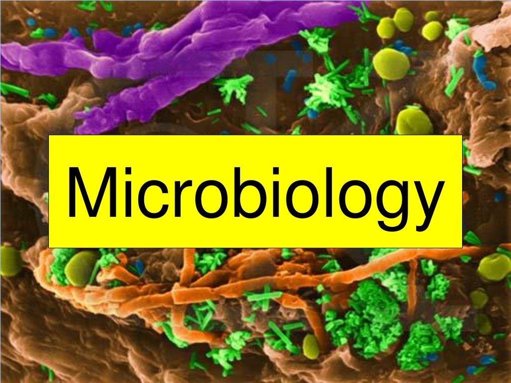 microbiology ppt template
