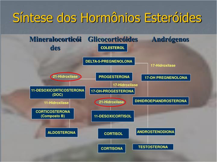 O Colesterol Participa Da Síntese Dos Hormônios Esteroides