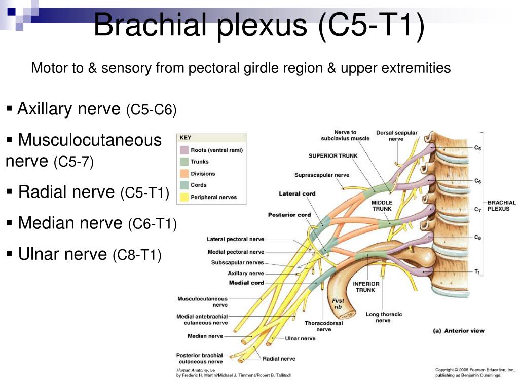 PPT - The Nervous System Spinal Cord, Spinal Nerves & Tracts PowerPoint