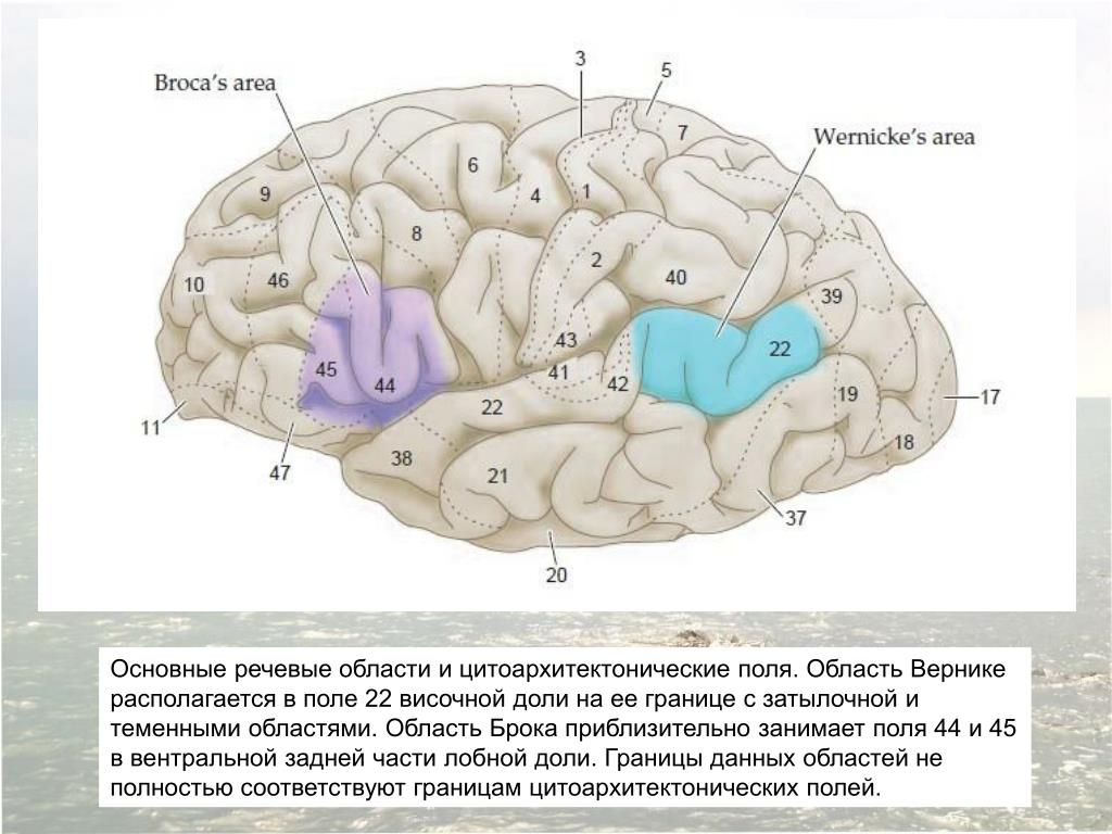Зоны восприятия мозга. Речевые центры. Зона Брока. Зона Вернике. Мозг зоны Брока и Вернике. Речевые зоны коры головного мозга Брока. Центры Брока и Вернике в головном мозге.