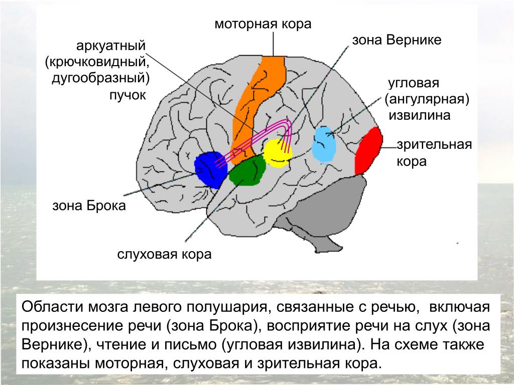 Зоны восприятия мозга. Схема головного мозга зона Вернике зона Брока. Речевые зоны мозга Брока и Вернике. Речевые зоны коры головного мозга Брока.