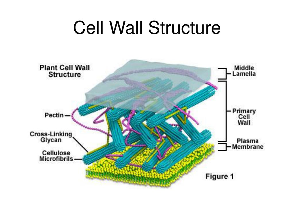 PPT - The Plant Cell PowerPoint Presentation, free ...