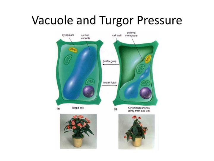 PPT The Plant Cell PowerPoint Presentation ID860791