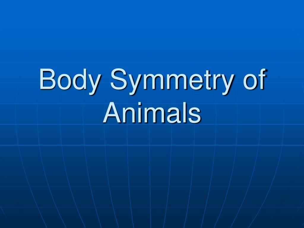 PPT - Body Symmetry of Animals PowerPoint Presentation, free download -  ID:861069