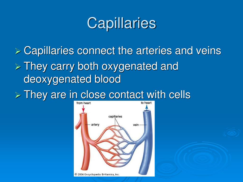 Капилляры на латинском. Veins oxygenated Blood. The Veins are ответ￼ (large) than capillaries.. Cleans arteries and capillaries. Капеляр