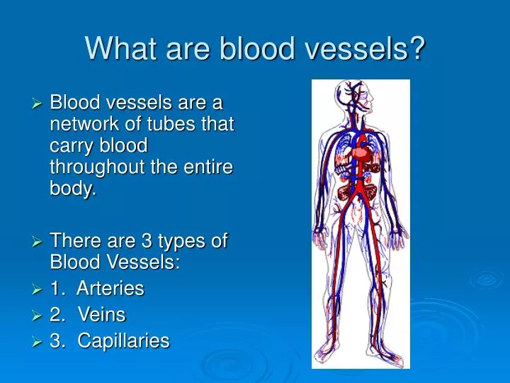 PPT - What are blood vessels? PowerPoint Presentation, free download ...